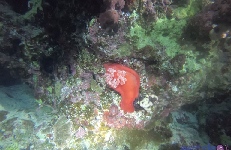DCIM100GOPROGOPR7749.JPG