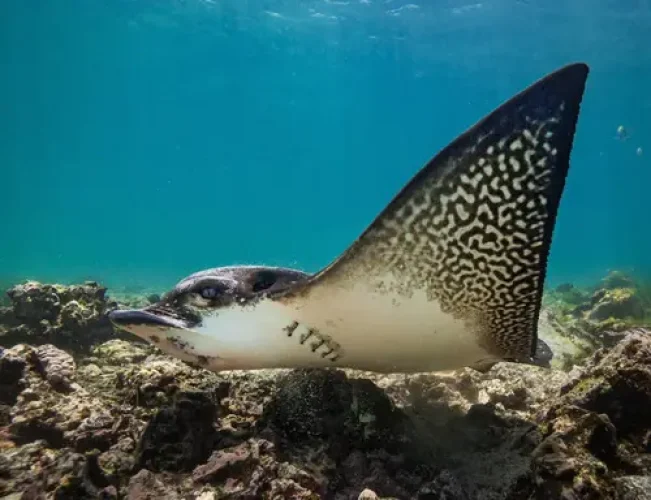 eagle-ray-zanzibar eagle-ray-zanzibar